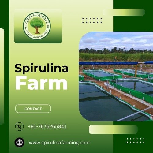 Spirulina-Farm-2-2